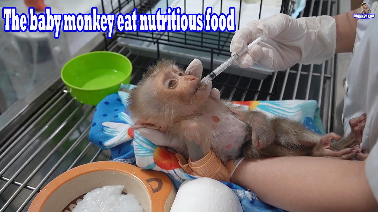The baby monkey is still weak but he has started to eat nutritious food • Monkey Kiki