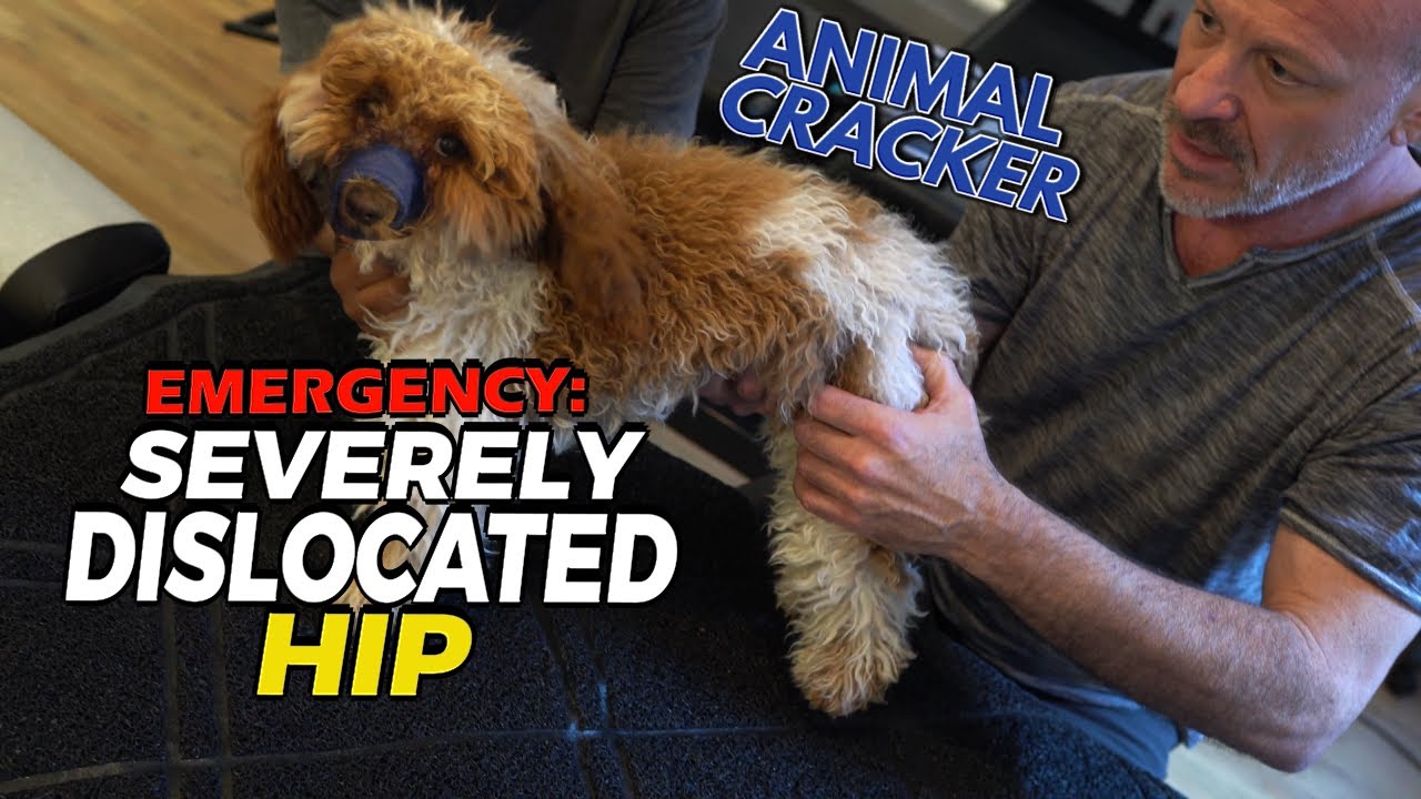 EMERGENCY SESSION: PUPPY WITH SEVERELY DISLOCATED HIP 🐾 LAST HOPE BEFORE SURGERY 🐶