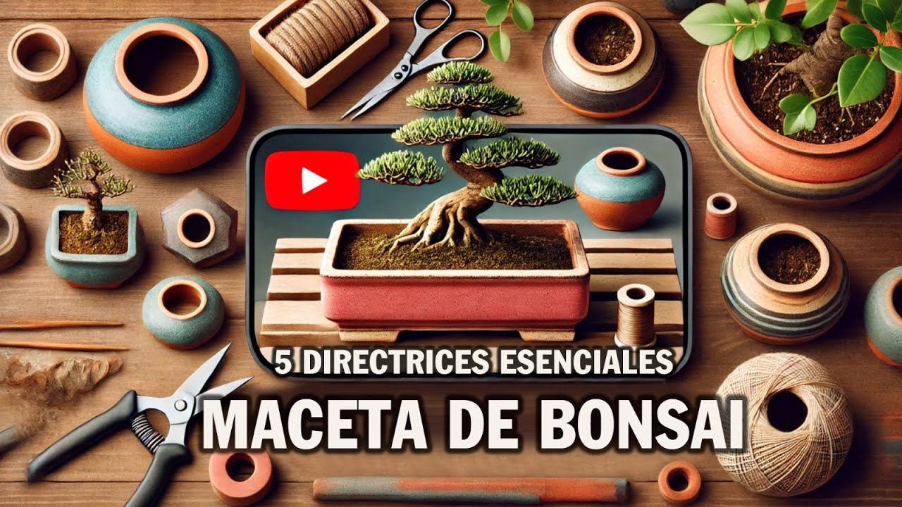 TOP 5 macetas de Bonsai - Directrices esenciales