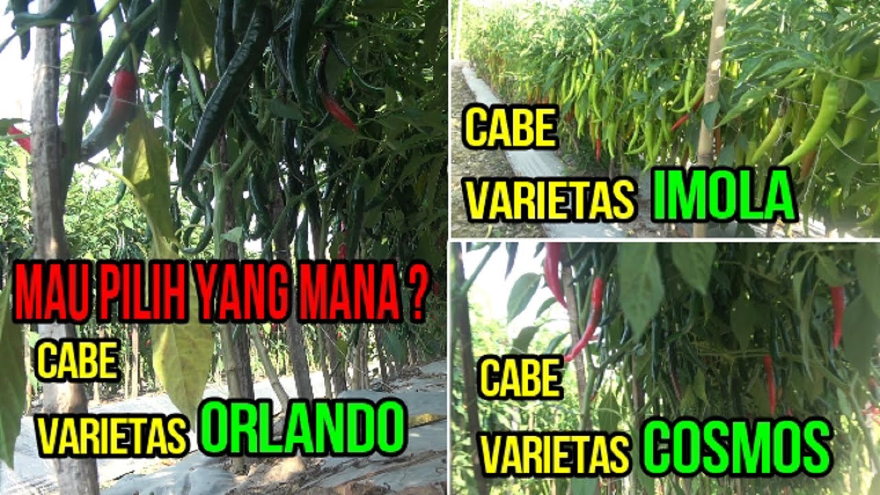 Luar Biasa Produksi Buah Cabe 3 Varietas  Yaitu  Imola, Orlando dan Cosmos, Semuanya Ada Kelebihan