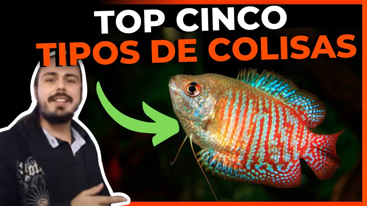 🔴TOP 5 TIPOS DE COLISA PARA AQUÁRIOS |Mr. Betta|