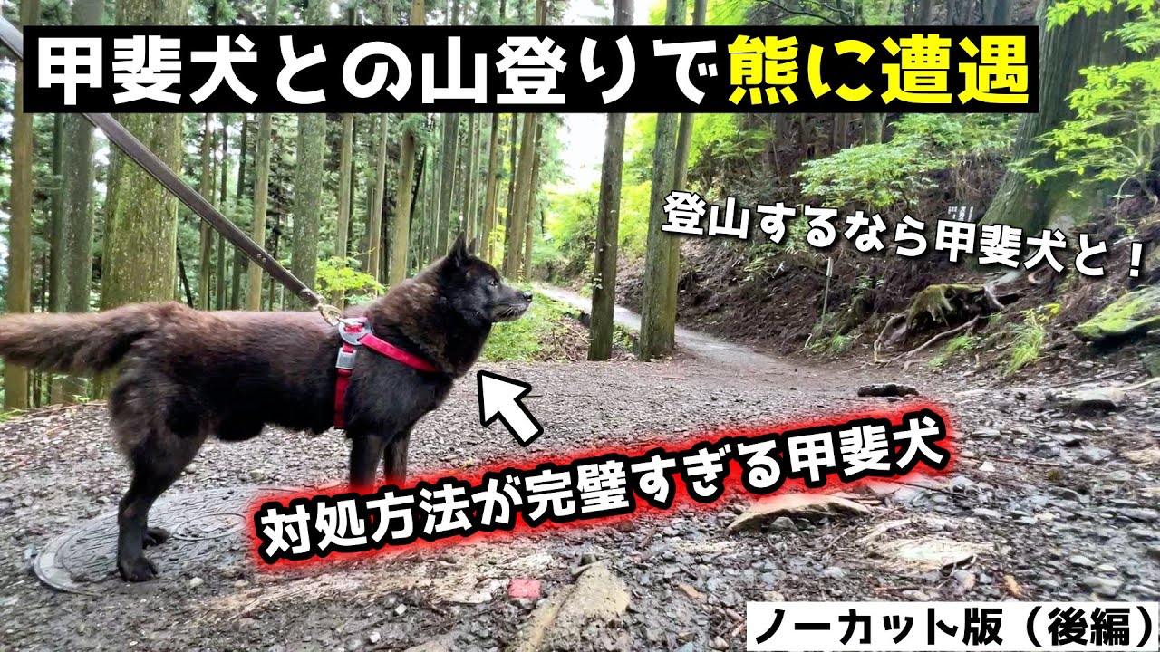 【熊に遭遇】甲斐犬と山登りしてたら・・・【ノーカット版：後編】