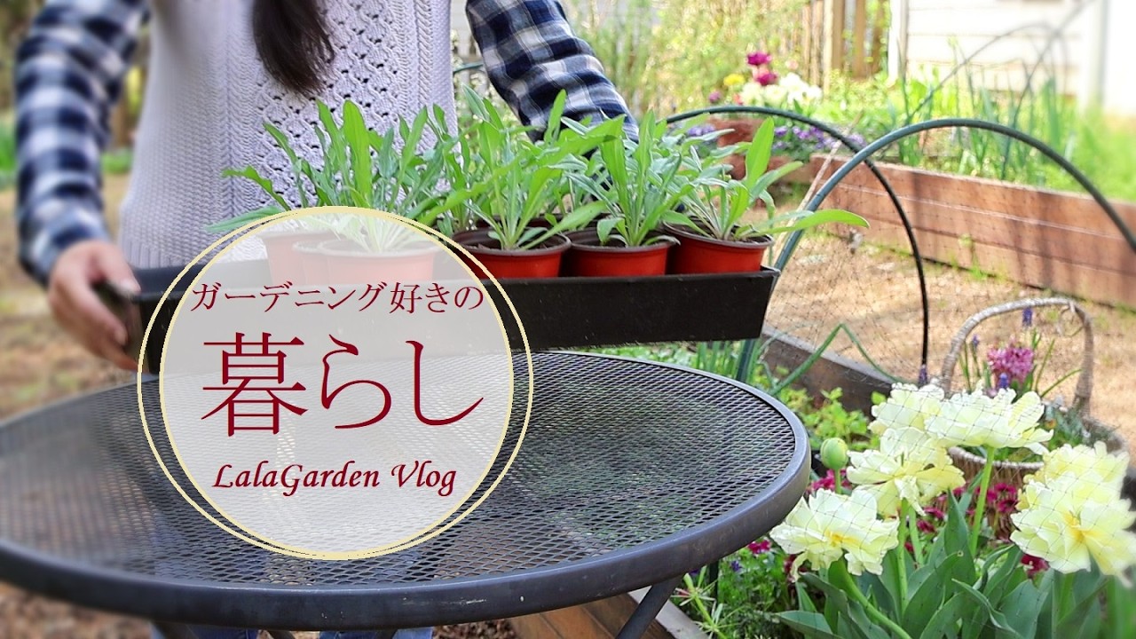 【ガーデニングと暮らしのVlog】春の花苗づくり・庭に生える野草・ガーデニング好きハンドメイド作家の暮らし・LalaGarden Vlog
