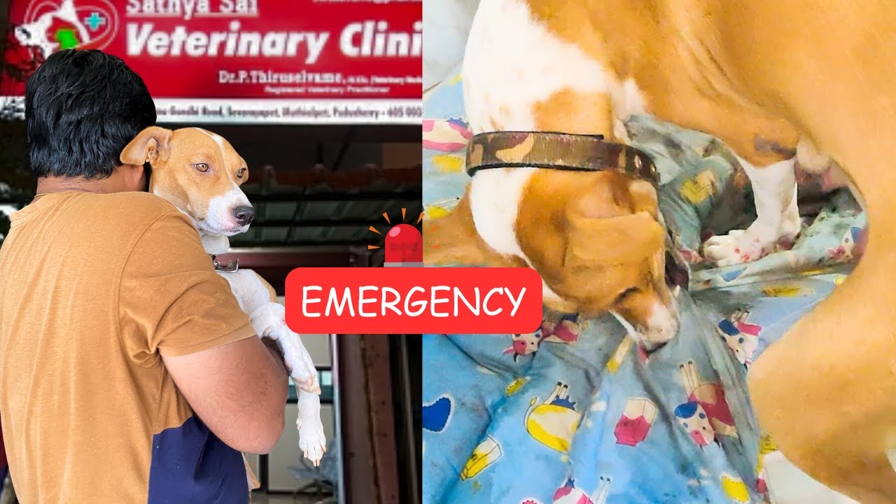 Emergency ‼️ 🆘 What happened to our Luckie??? 😱