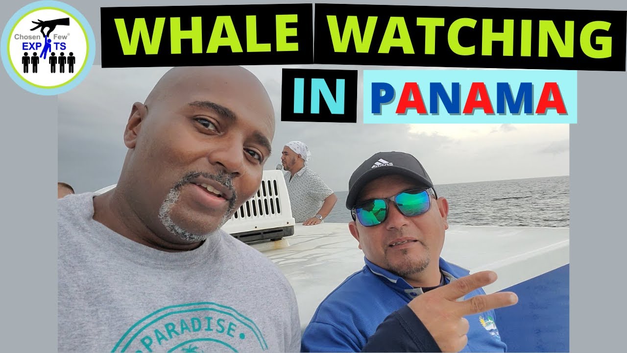 WHALE WATCHING IN PEARL ISLANDS PANAMA! - National Geographic come to life!! - Move to Panama |