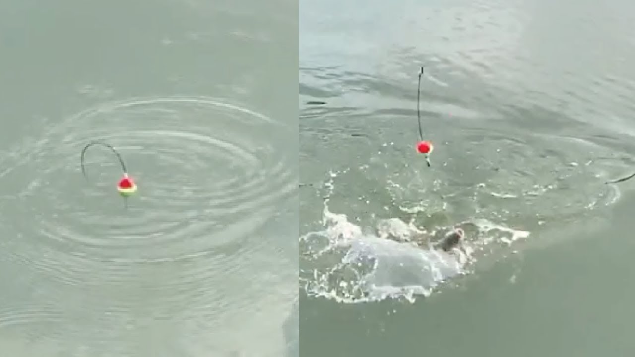 Portable Automatic Fishing Hook: Review and Test