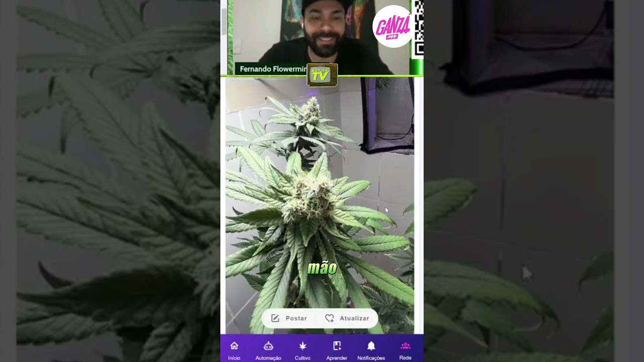 Dicas de Mestres! 🍃💨 Confere a&iacute; e j&aacute; comenta o que achou! 🌿