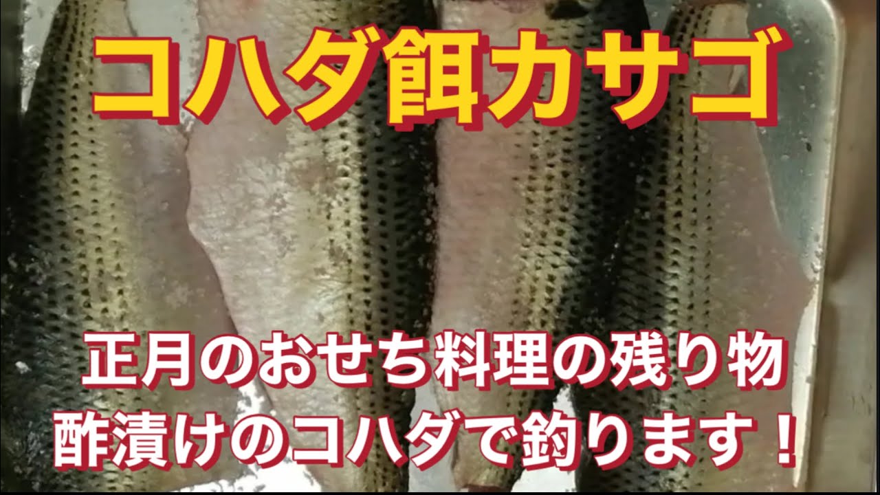 【コハダ餌カサゴ】正月の酢漬けコハダで釣ります！EP.242#カサゴ釣り コハダ餌#穴子餌#船釣り 