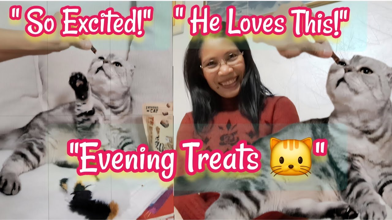 Silver's Evening Snack Routine 🐱 Scottish Fold Cat ( 6 Min Cozy Vlog )