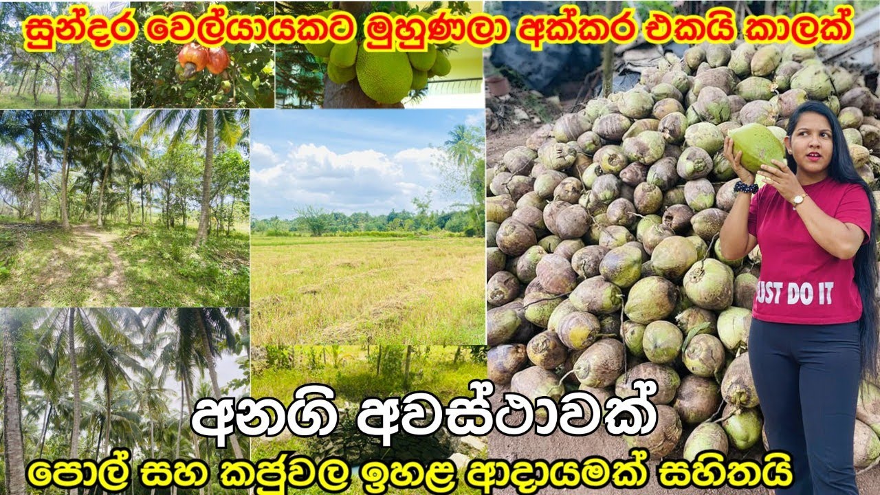 පොල් සහ කජුවලින් ඉහළ ආදායමක් |සුන්දර වේල්යායකට දෙපැත්තකින් මුහුණල | අක්කරඑකයි කාලක් විකිණීමට#acland 