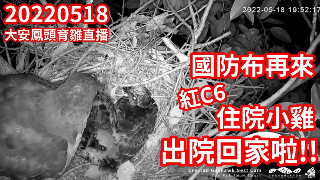 20220518 國防布再來 住院小雞 紅C6 出院回家啦!!  精華回顧 - 大安森林公園鳳頭蒼鷹育雛直播