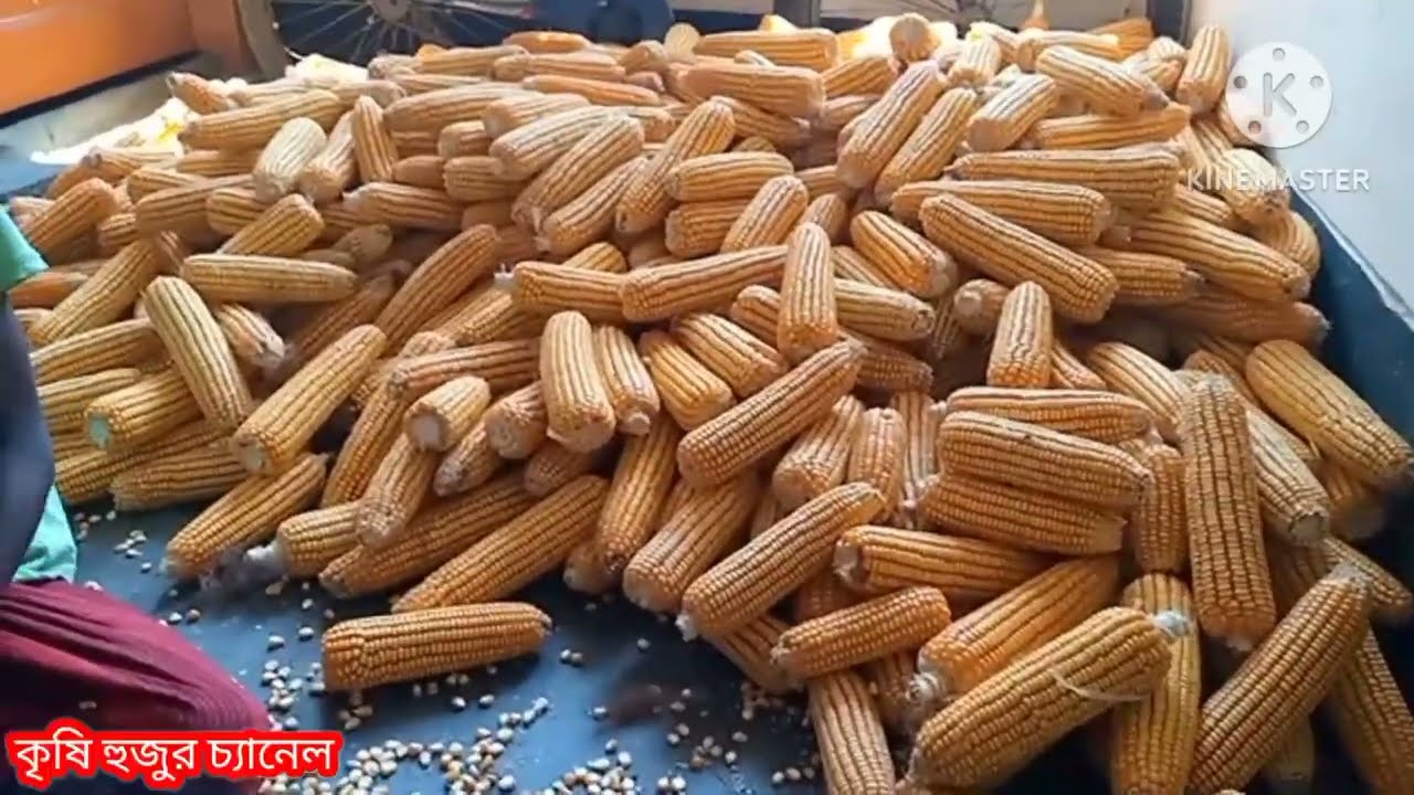 #কিভাবে ভুট্টা সহজে মাড়াই-ঝাড়াই করবেন কোনো পুঁজি ছাড়া#How to Mize Harvesting with hand easy way।