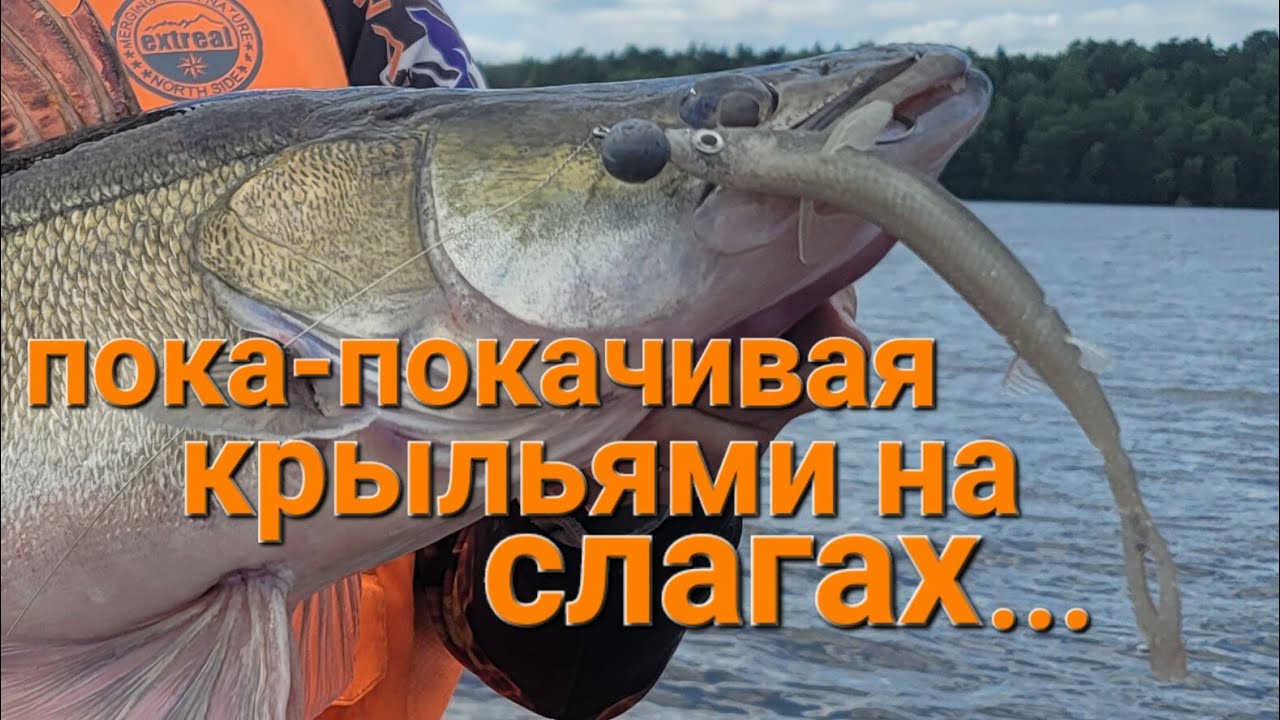 Так хорошо судак клюет только в открытие!