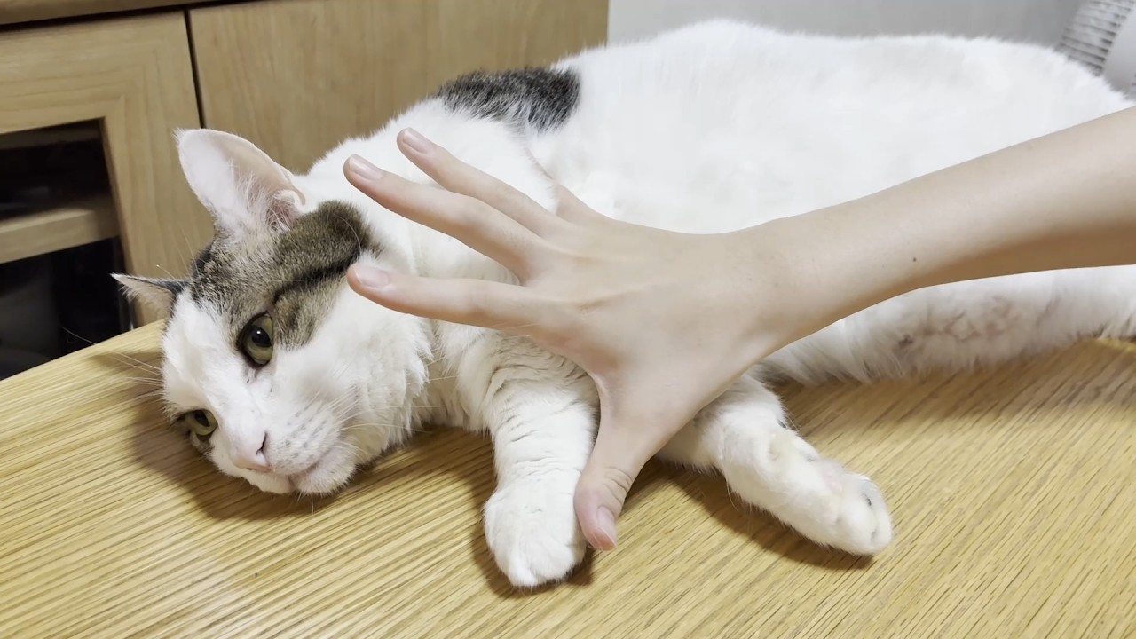 くつろぎタイムを邪魔してくる娘に反撃する猫
