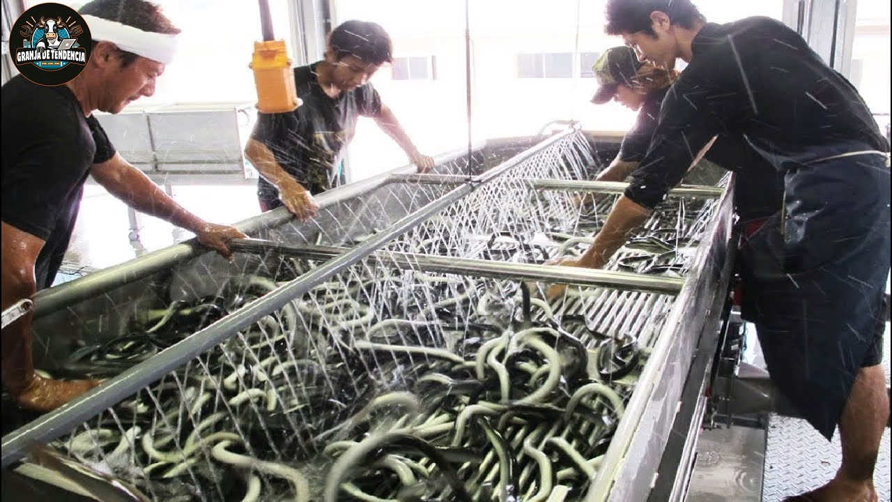 &iquest;C&oacute;mo Cr&iacute;an Los Agricultores Japoneses Millones De Anguilas? F&aacute;brica De Procesamiento De Anguilas