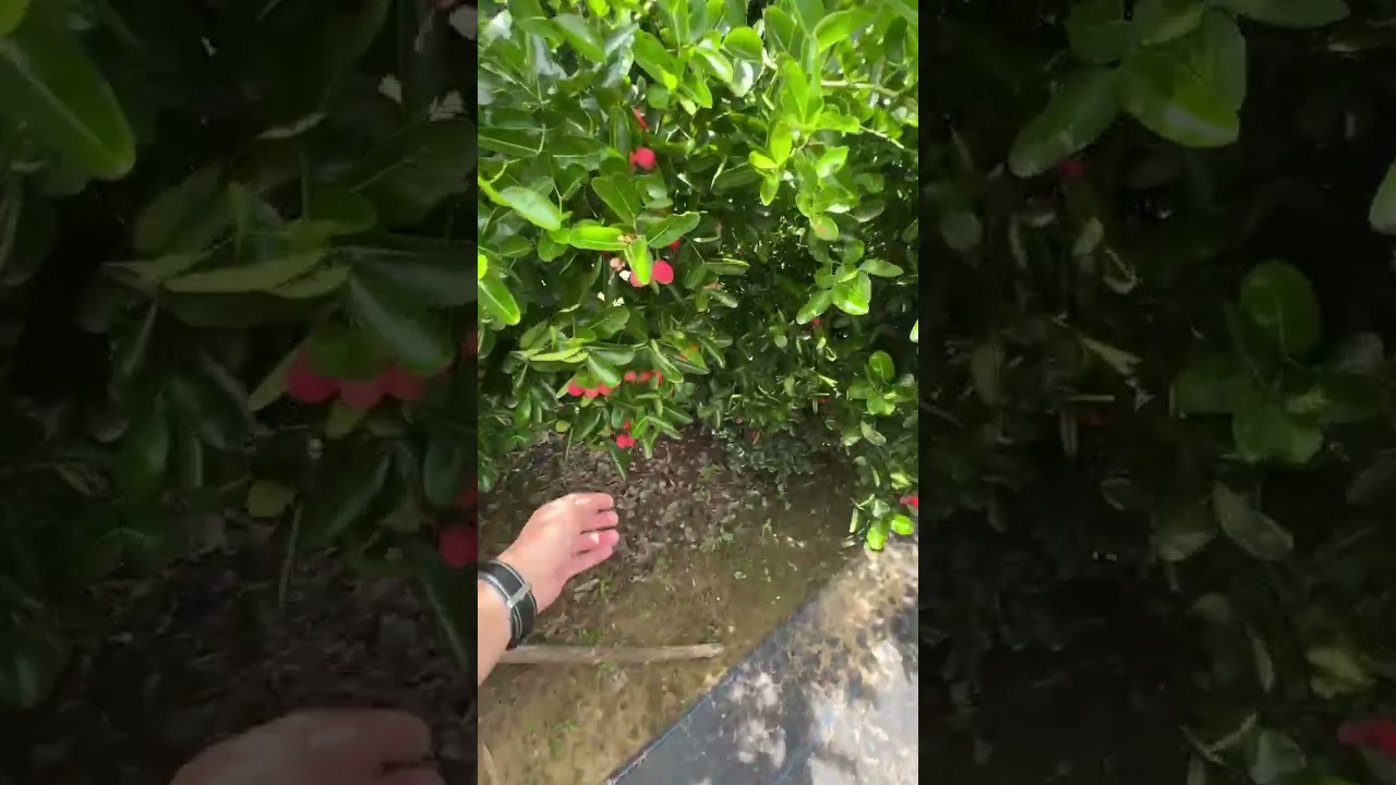 Tham quan vườn si rô tại Ninh Thuận!#toidadatchanden 