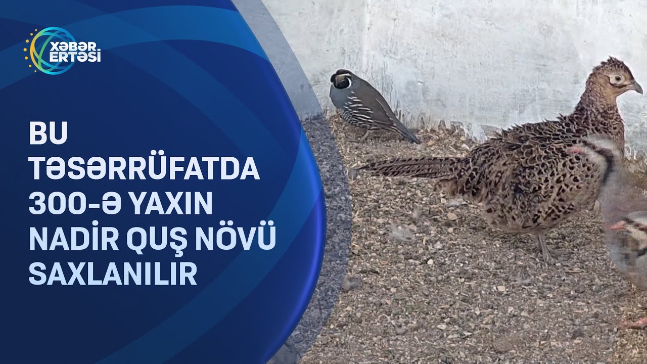 Bu təsərrüfatda 300-ə yaxın nadir quş növü saxlanılır