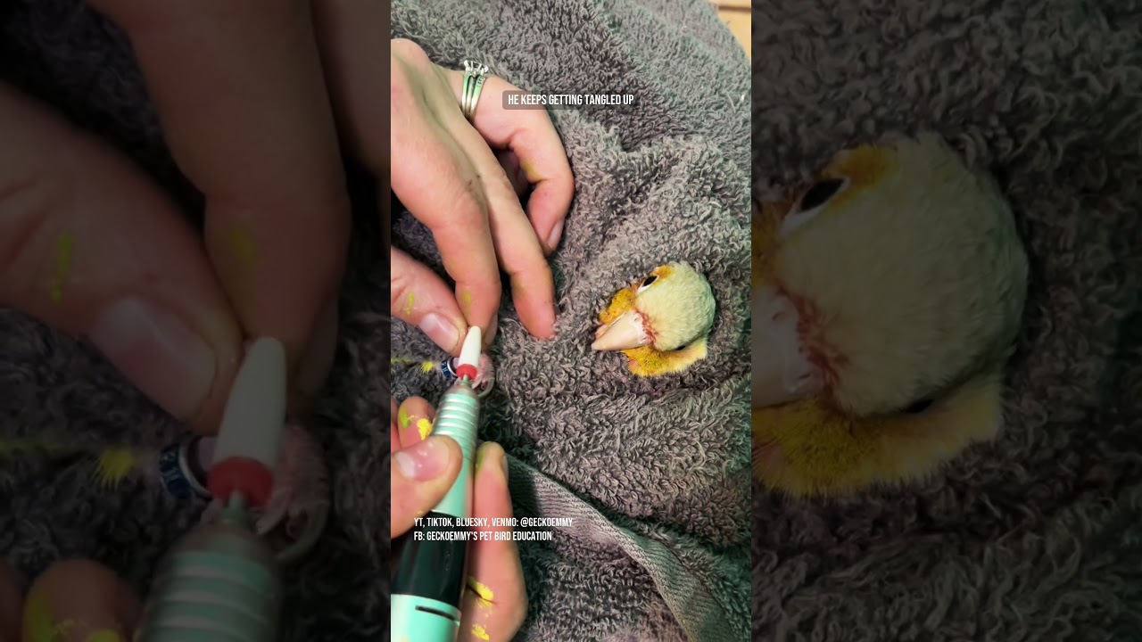 Green cheek conure nail trim came with a surprise #parrotnailtrim #petbirds #rescueparrot