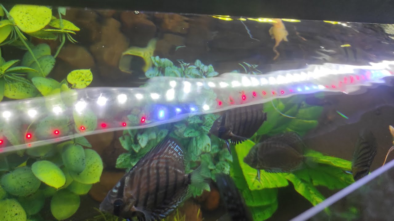 Про свет в аквариуме