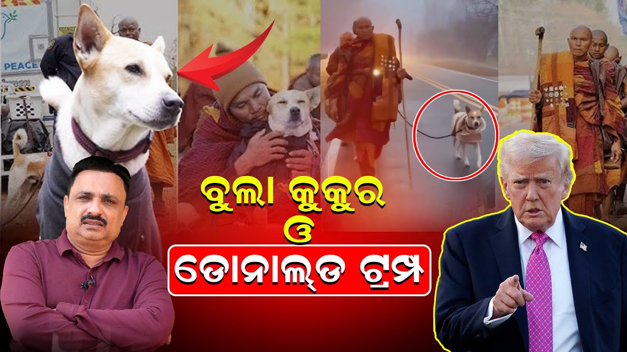 ବୁଲା କୁକୁର ଓ ଡୋନାଲଡ ଟ୍ରମ୍ପ | Peace Dog | Indian Dog | Aloka | Donald Trump | News Room |