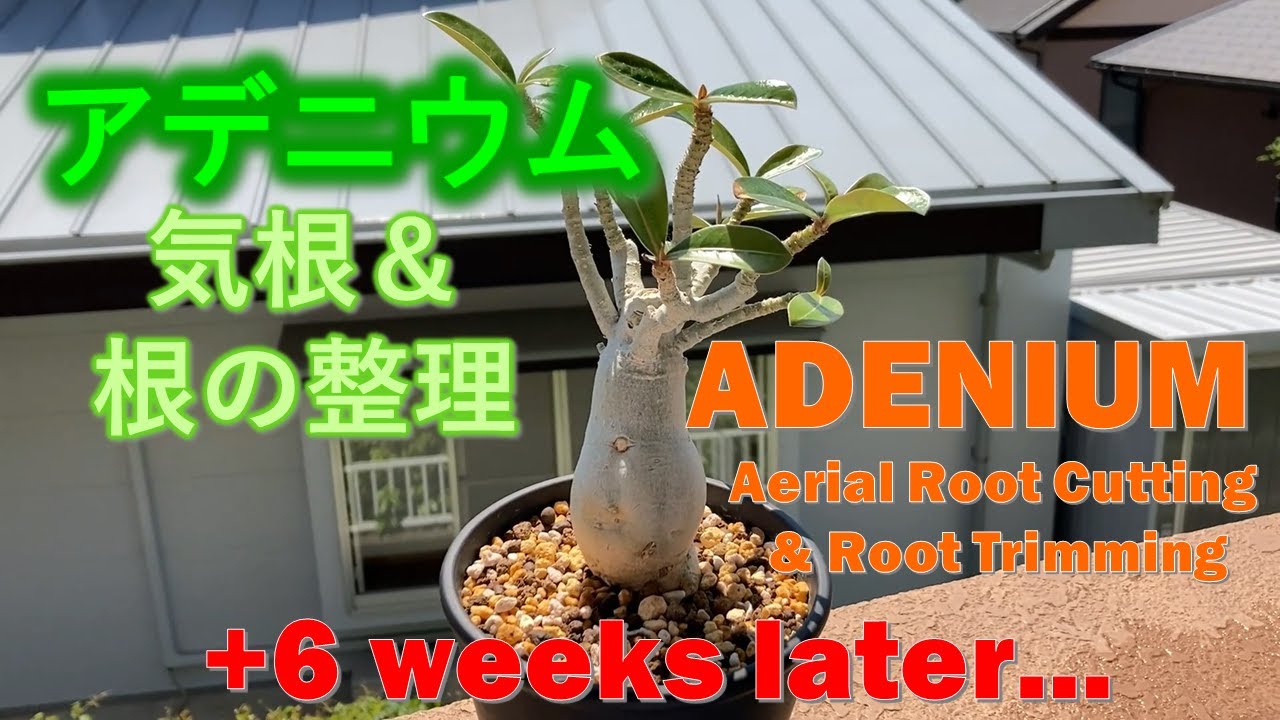 アデニウム　気根＆根の整理　それから1.5か月後…　Japanese Adenium Aerial Root Cutting & Root Trimming and 6 weeks later....