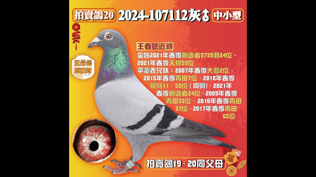 【許傳林鴿舍--拍賣鴿20】2024-107112灰♂｜原配對。全姊2021年春季創造者9739羽24位、2021年春季天翔59位。王者號近親。內含王者、春神、小天馬三大強血。