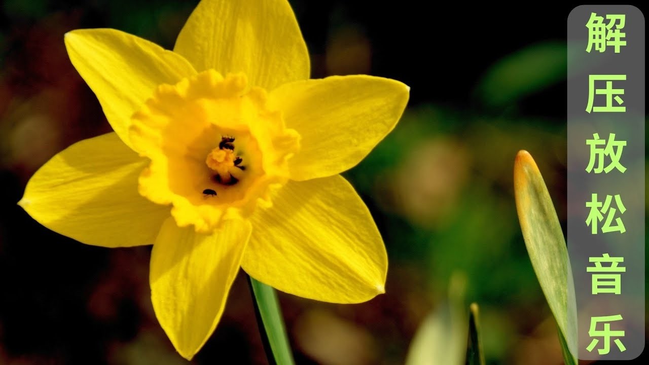 太好听了 👍👍 精選懷念老歌輕音樂 百听不厌 (環繞立體音效) | 電子琴经典老歌曲必聽 - 特殊音樂演奏曲 | 老歌会勾起往日的回忆 Relaxing Chinese Music
