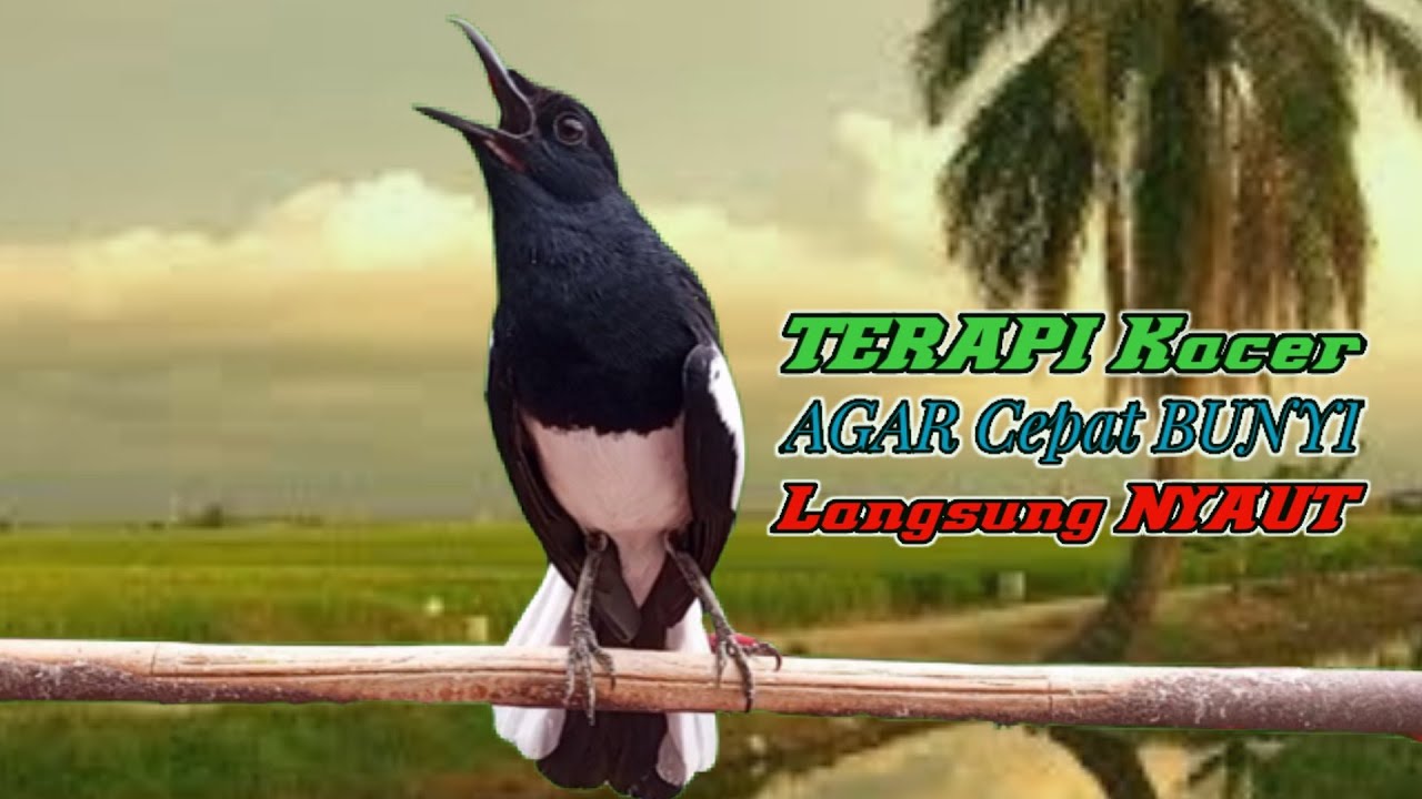 Terapi kacer ngeplong, suara kacer ngeplong, masteran kacer durasi panjang Berjam jam!!!