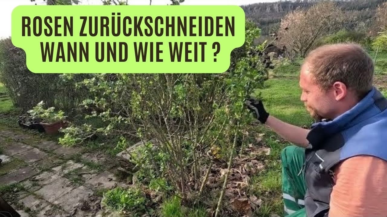 Rosen zurückschneiden wann und wie weit ? - Rosen schneiden Frühjahr