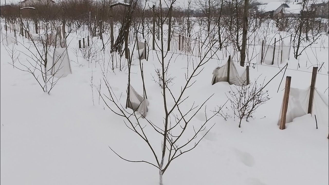 Зимівля азиміни.
