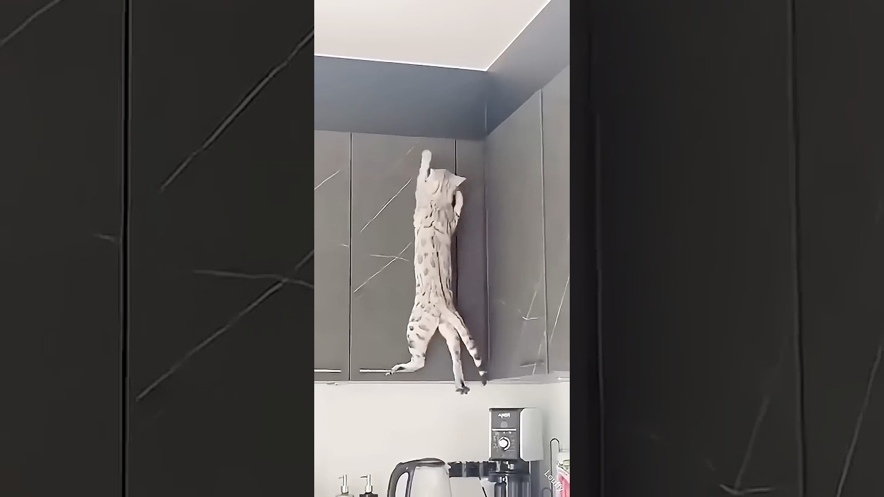 cat compilation 