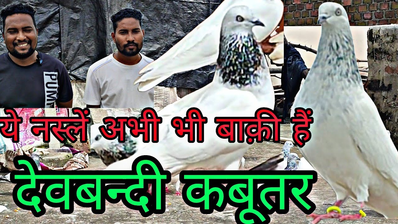 ये नस्लें अभी बाकी है तो शौक कर लीजिए | Deobandi Pigeons Of Ashish And Akash Bhai