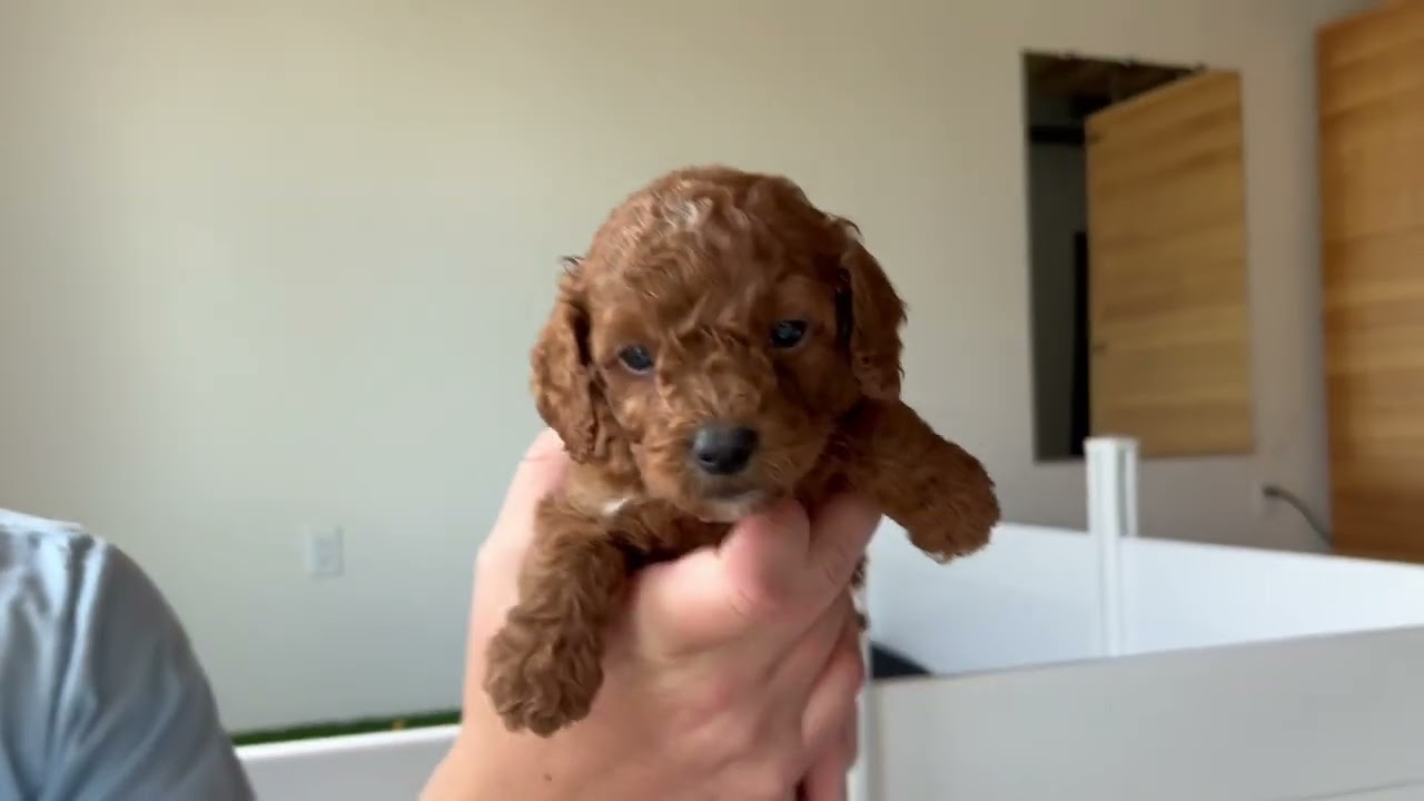 Sophie's Cavapoochon Puppies - 5 Weeks old