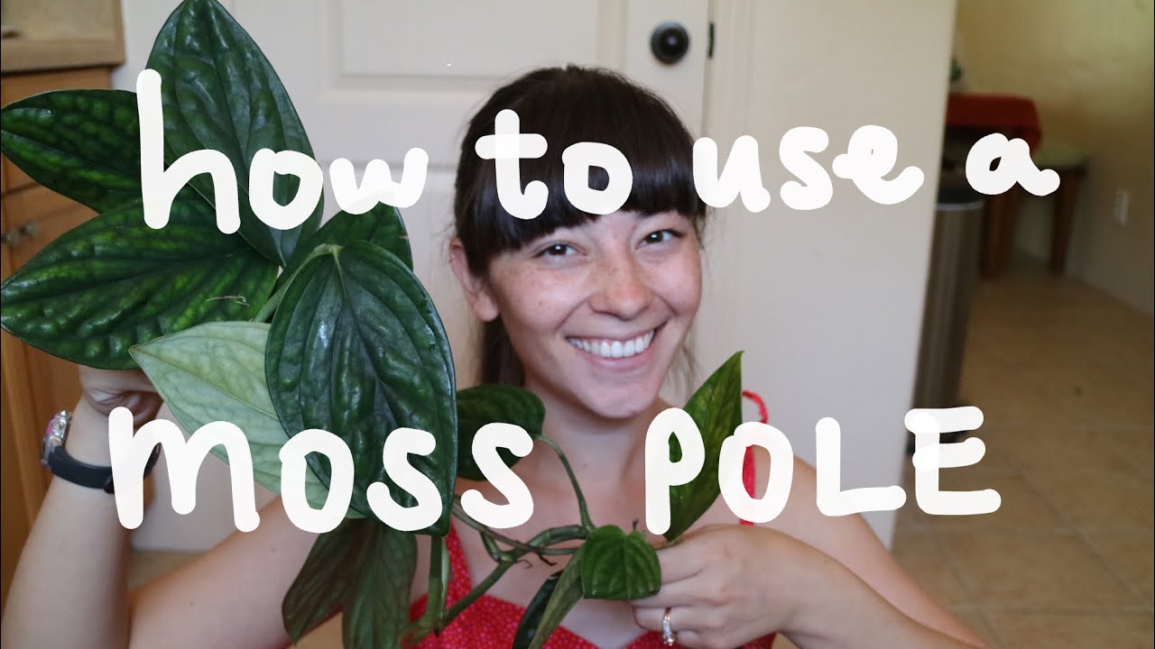 How to Use a Moss Pole | Repotting with a Moss Pole