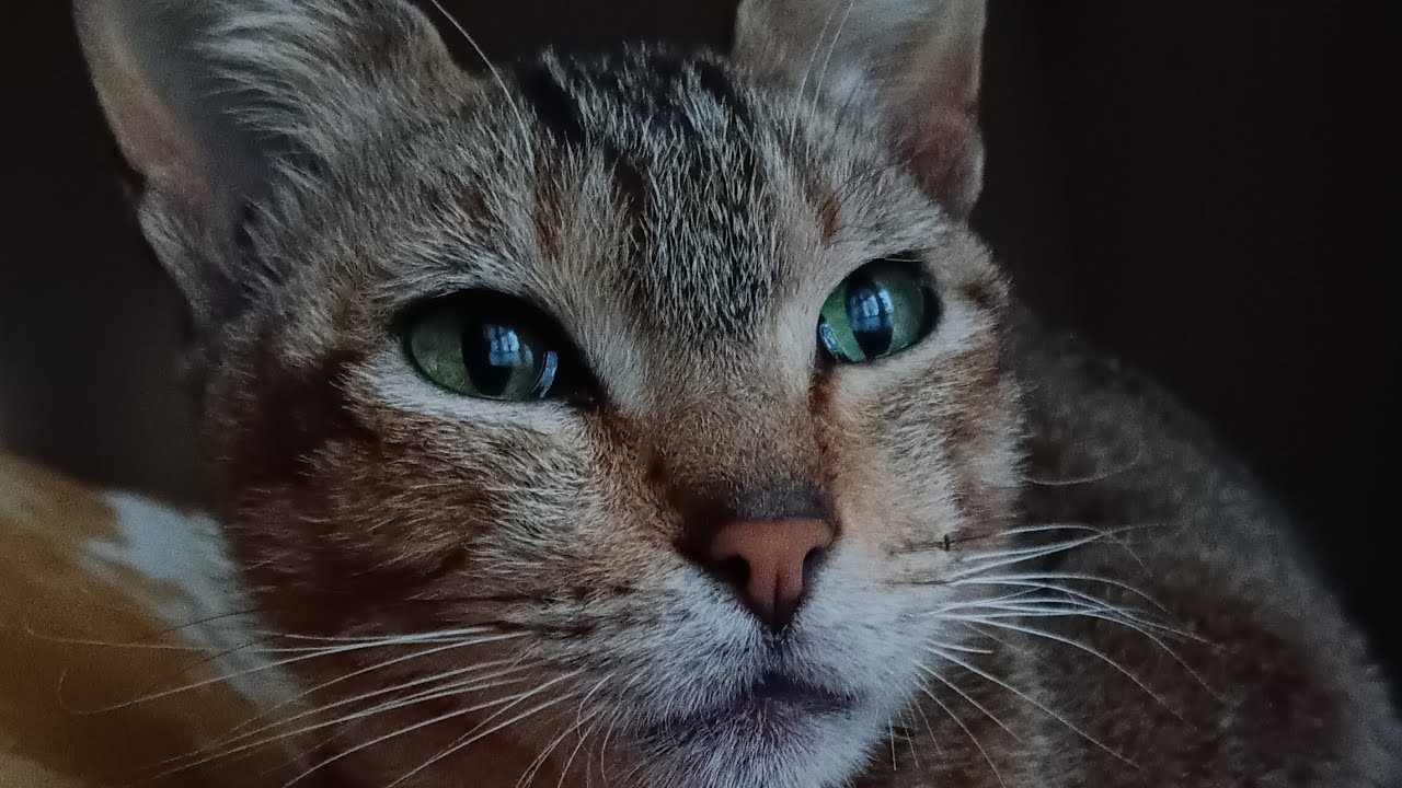 Miss 🍪 Cookie the Purr-fectionist Baker 