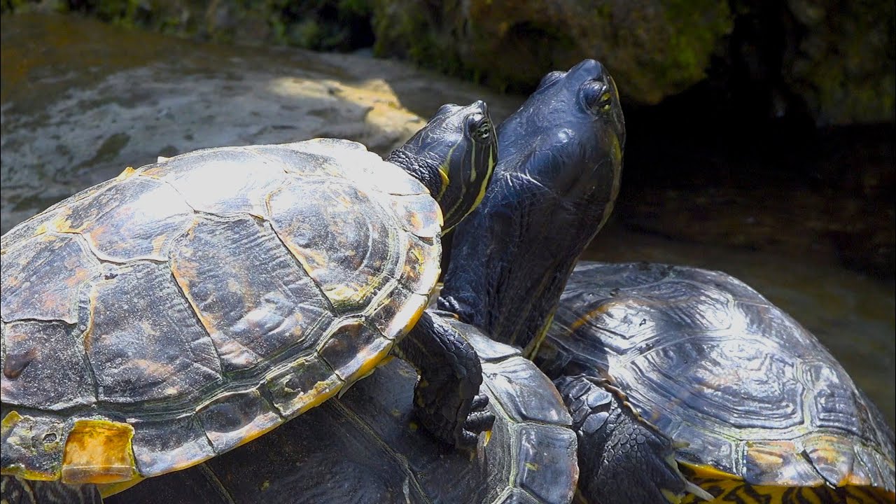 Italian invasive Turtles - Terrapins in Santa Margherita Ligure - Il Giardino di Villa Durazzo