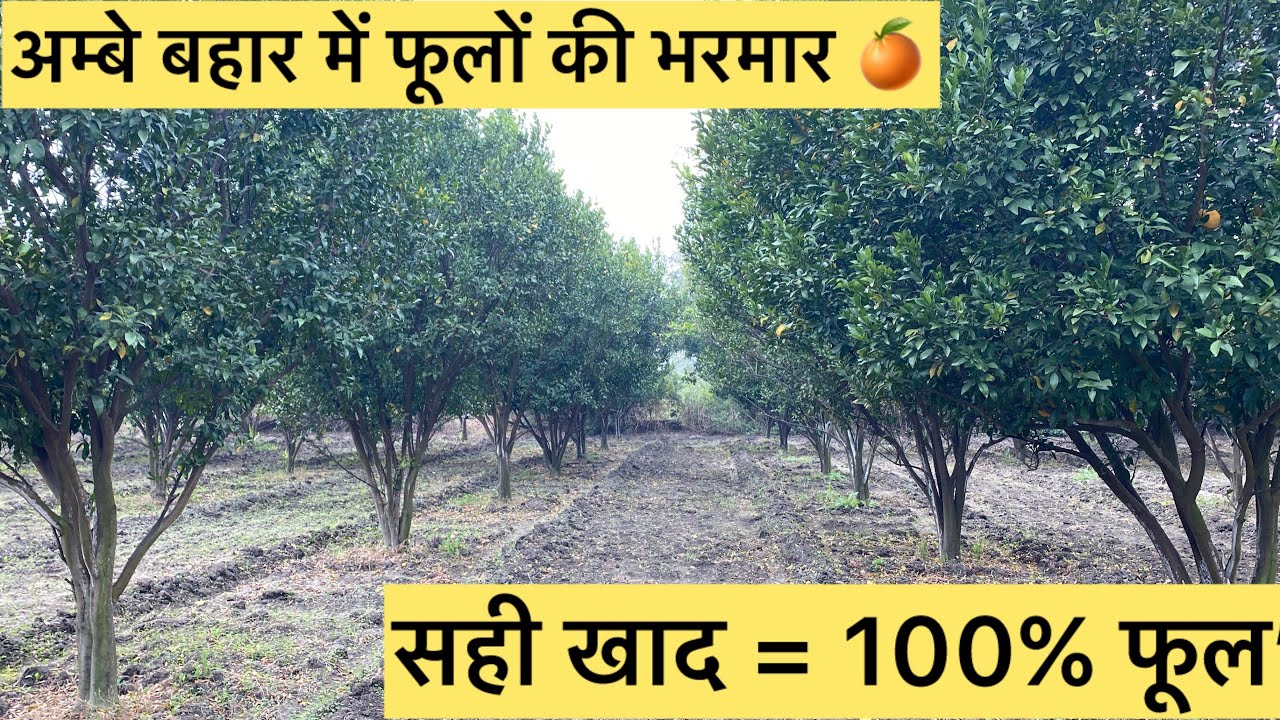 अम्बे बहार में भरपूर फूल लाने के लिए कौन-सी खाद डालें | Santra Ambe Bahar Flowering Tips