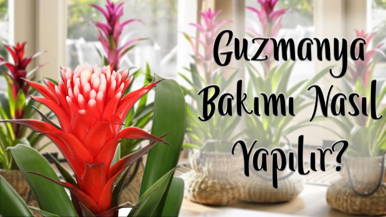 #CoşkunAkademi | Guzmanya Bakımı Nasıl Yapılır? | Guzmanya Çiçeği Nasıl Sulanır?
