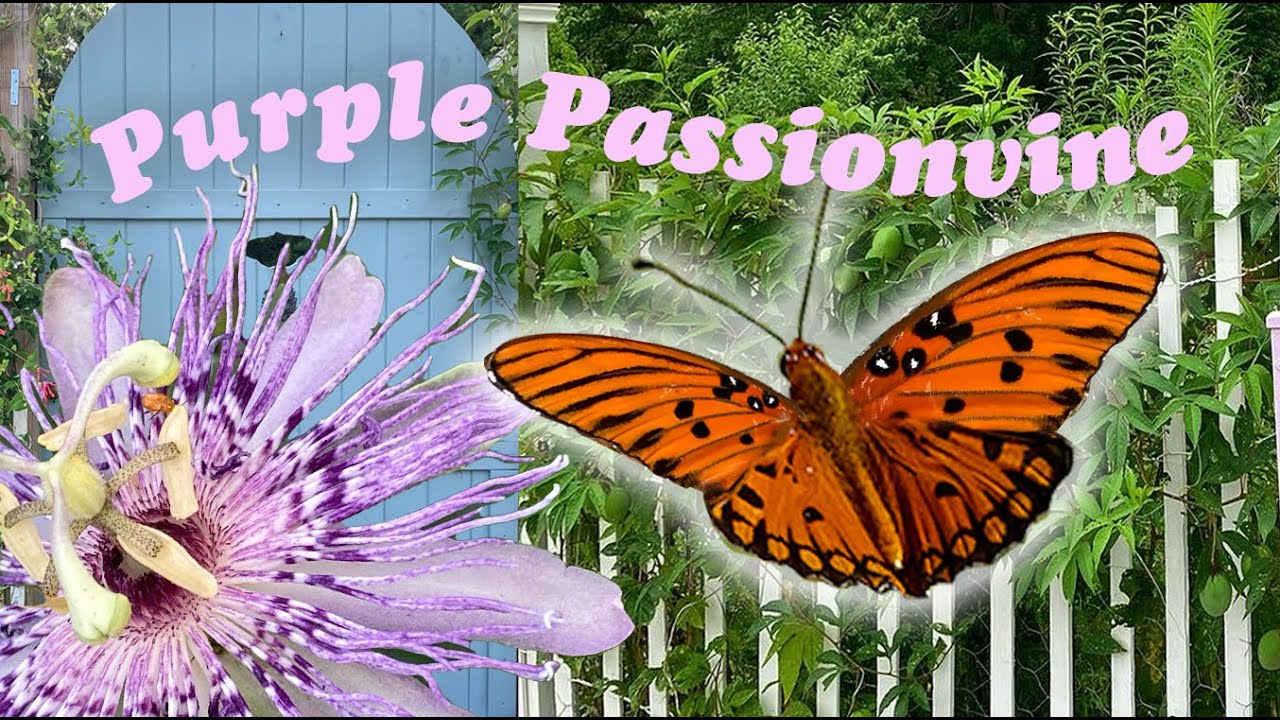 Purple Passion Vine Native Plant Profile || Passiflora Incarnata