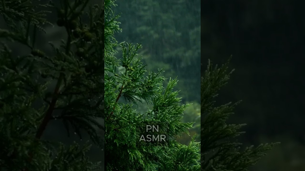 Rain Sounds That Instantly Relax You 