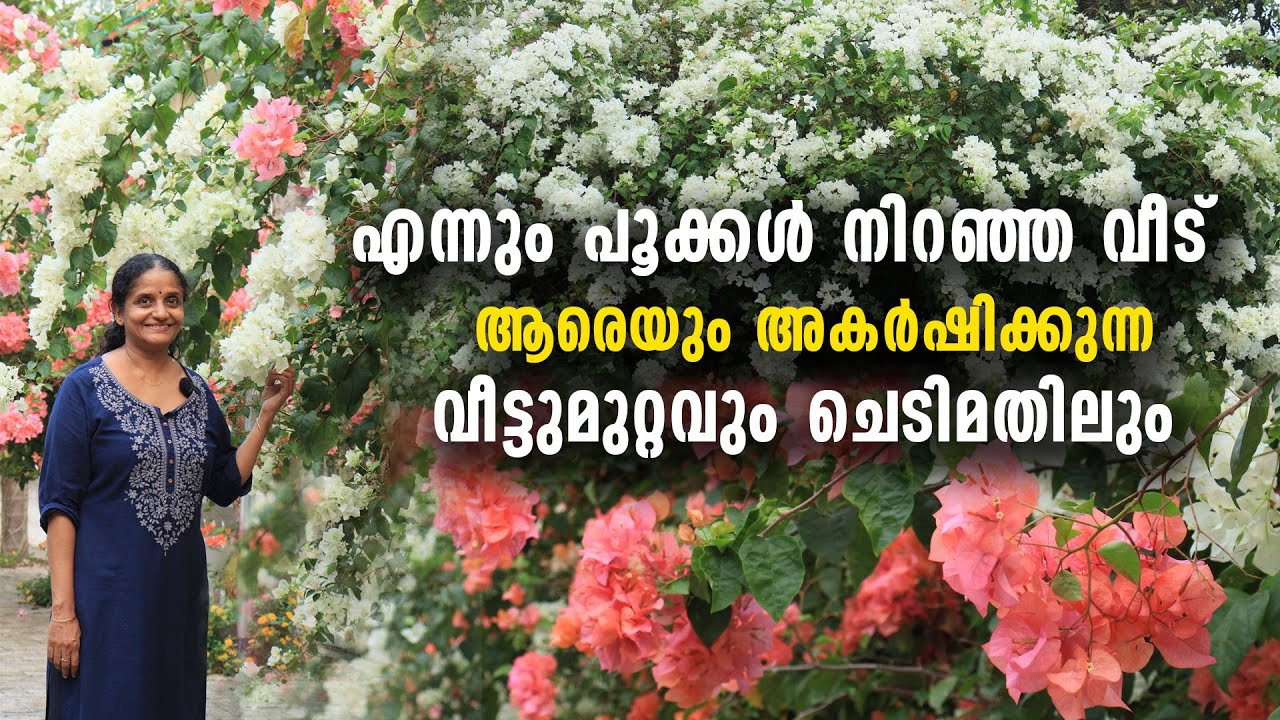 എന്നും പൂക്കൾ നിറഞ്ഞ വീട് | ആരെയും അകർഷിക്കുന്ന വീട്ടുമുറ്റവും ചെടിമതിലും Amazing Garden Tour