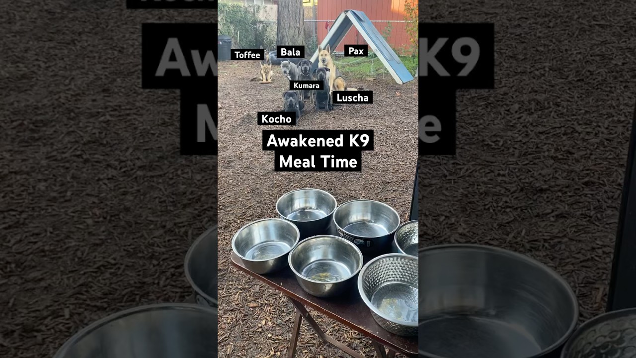 Feeding Dogs Whole Foods (Impulse control + name recognition) #awakenedk9 #dogrescue #rawdogfood