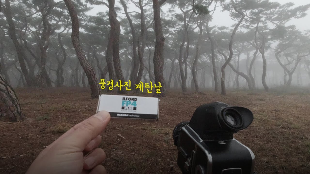 몽환의 숲에서 인생사진 찍고 왔습니다 – 안개사진 찍는 법│경주 흥덕왕릉, 소나무, 필름카메라, 핫셀블라드