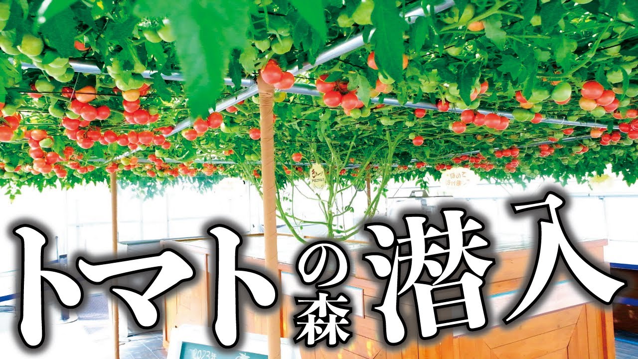 【水耕トマト聖地】恵庭えこりん村のトマトの森を視察して最先端技術を確認しつつ、しつこく色々と聞いてきた