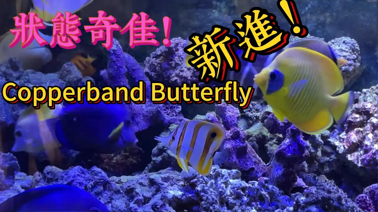 300 gallon fish only tank update