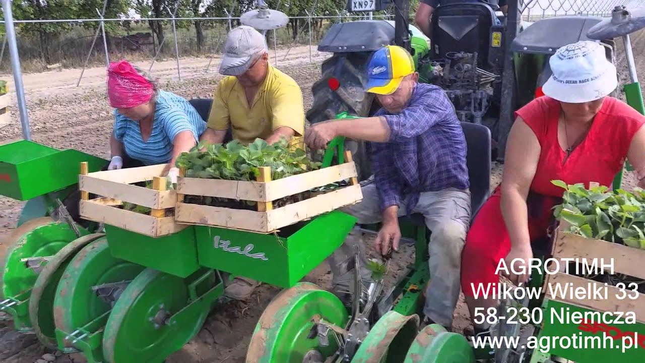 Sadzarka chwytakowa Sfoggia Itala AGROTIMH