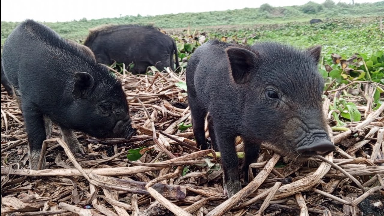 Black pigs sukor farm
