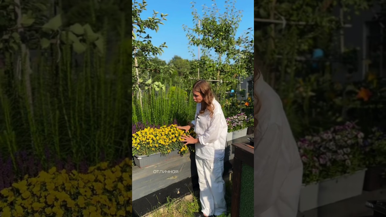 🌸 Сеем виолу в феврале — цветы уже весной