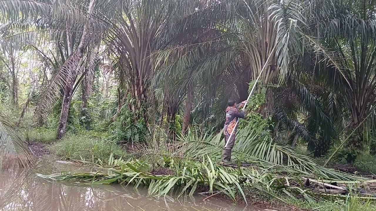 BARU PERTAMA KALI MENGGUNAKAN GRET SAWIT.