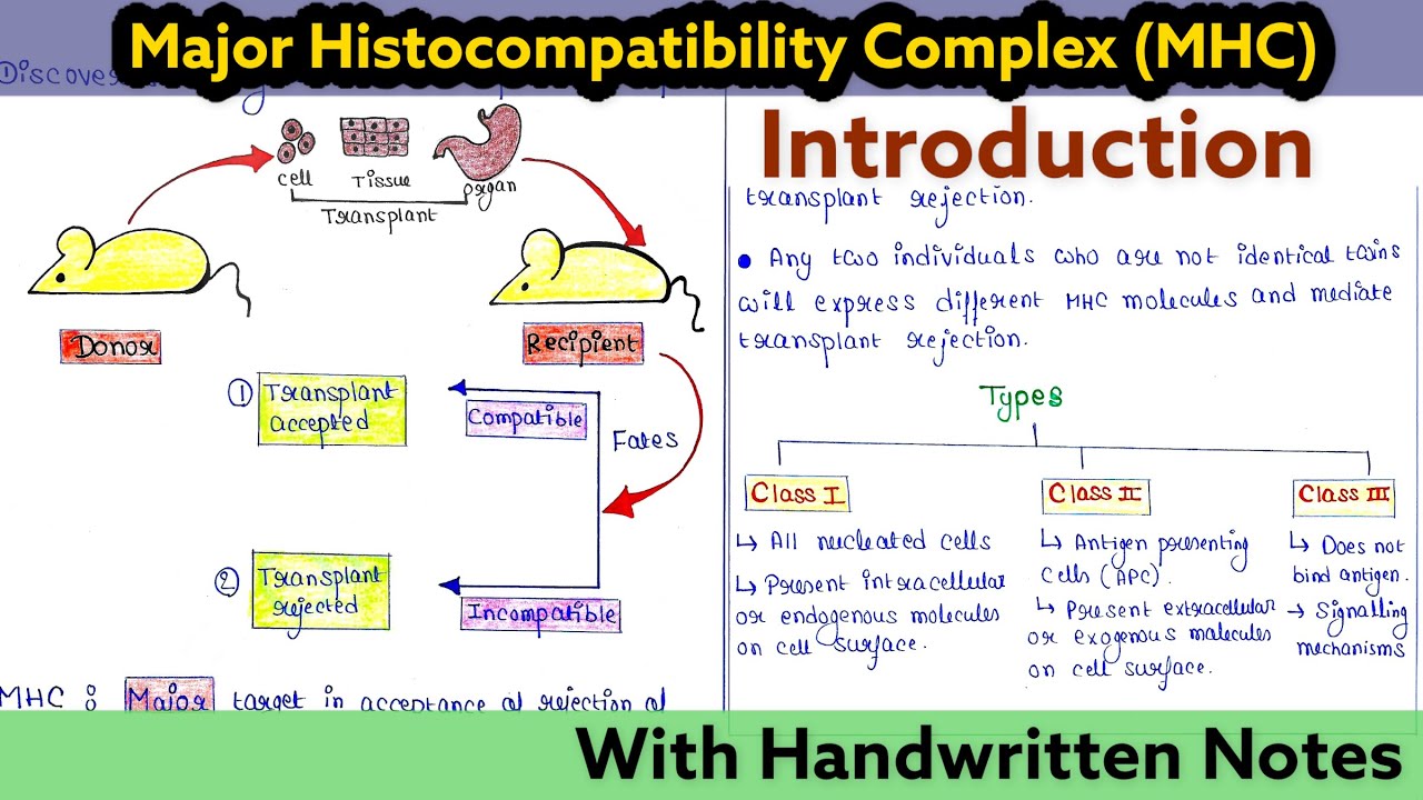 Major Histocompatibility Complex (MHC) | Introduction I Immunology Lecture 23
